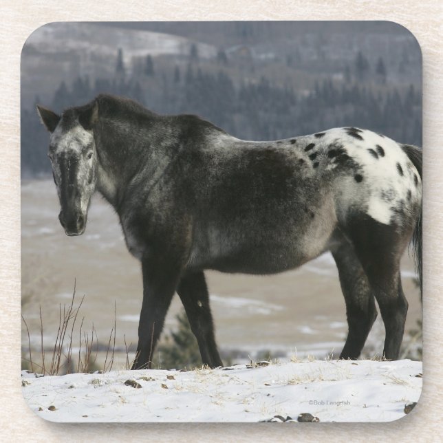 Appaloosa Horse in the Snow Beverage Coaster (Front)