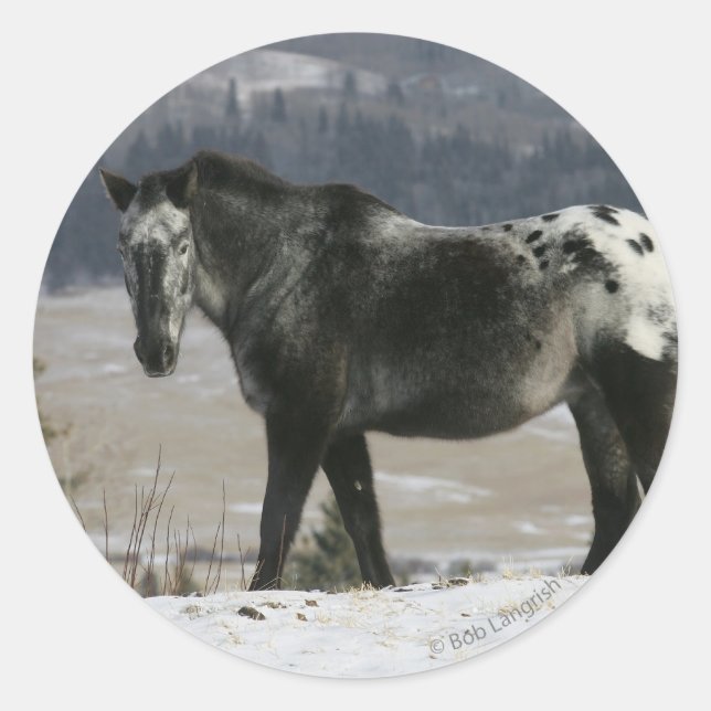 Appaloosa Horse in the Snow Classic Round Sticker (Front)