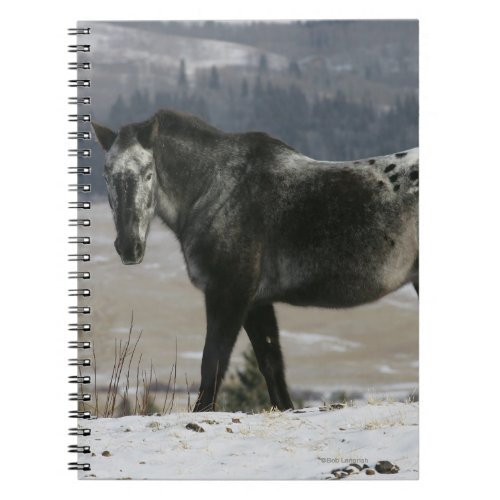 Appaloosa Horse in the Snow Notebook