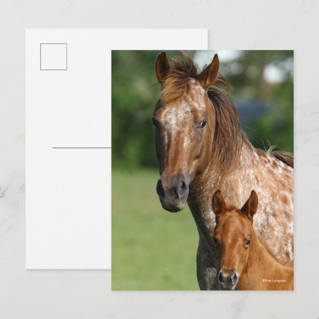 Appaloosa Horse Mare and Foal Headshot Postcard (Front/Back)