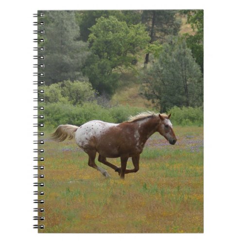 Appaloosa Horse Notebook