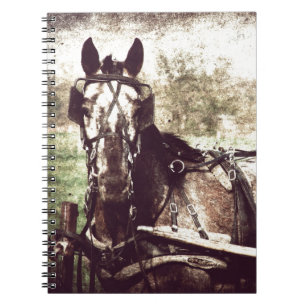 Appaloosa Horse Notebook