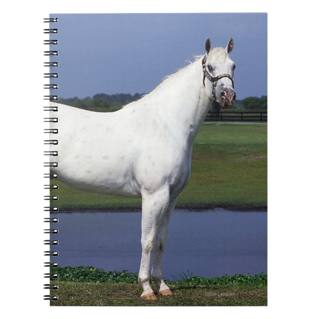 Appaloosa Horse Notebook (Front)