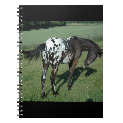 Appaloosa Horse Notebook