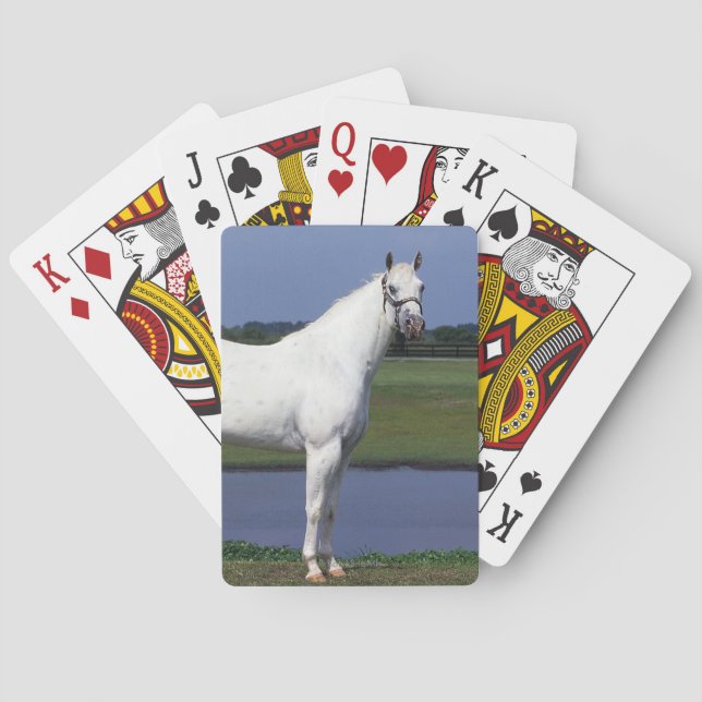 Appaloosa Horse Poker Cards (Back)