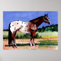 Appaloosa Horse Portrait Poster