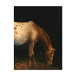 Appaloosa Horse Postcard
