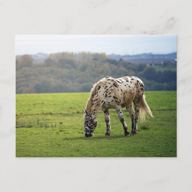 Appaloosa horse postcard (Front)