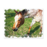 Appaloosa Horse Postcard