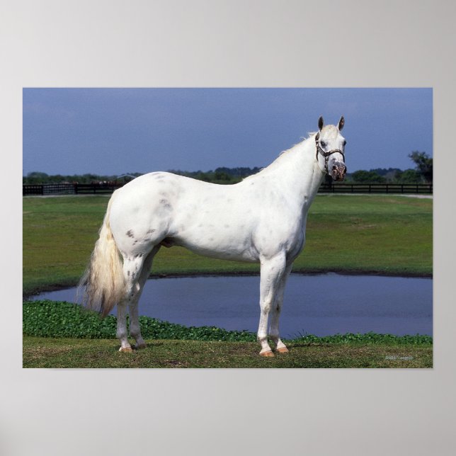 Appaloosa Horse Poster (Front)
