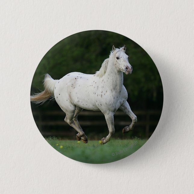 Appaloosa Horse Running 1 Button (Front)