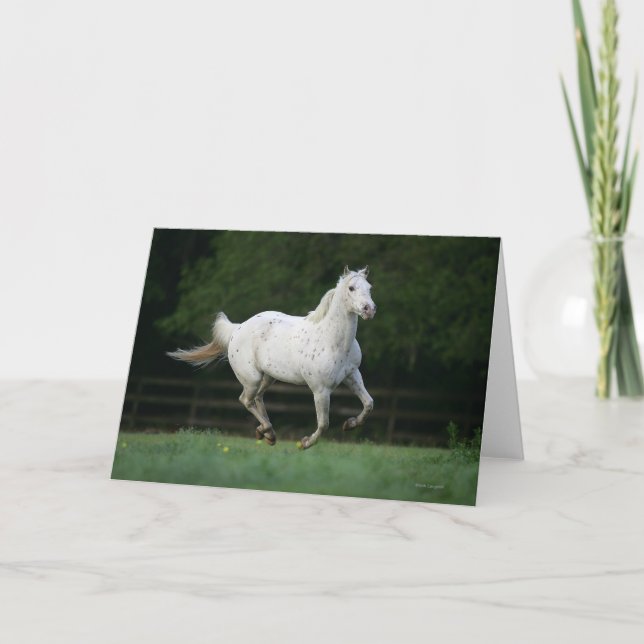 Appaloosa Horse Running 1 Card (Front)