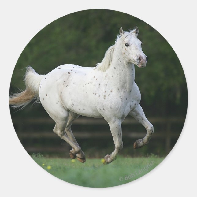 Appaloosa Horse Running 1 Classic Round Sticker (Front)