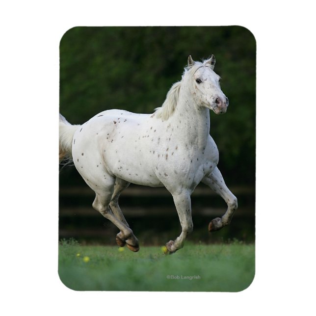 Appaloosa Horse Running 1 Magnet (Vertical)