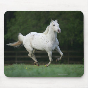 Appaloosa Horse Running 1 Mouse Pad