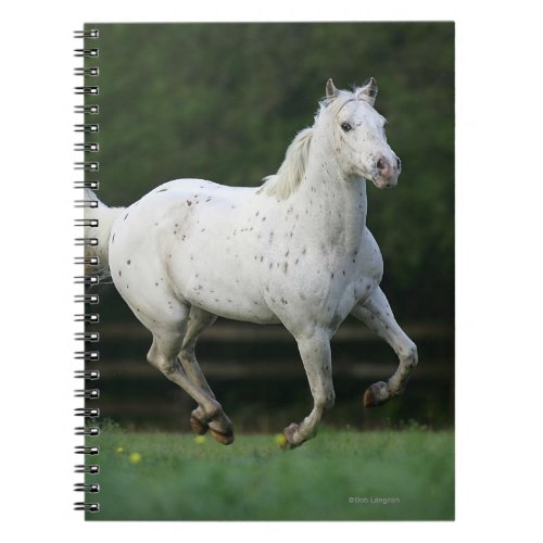 Appaloosa Horse Running 1 Notebook