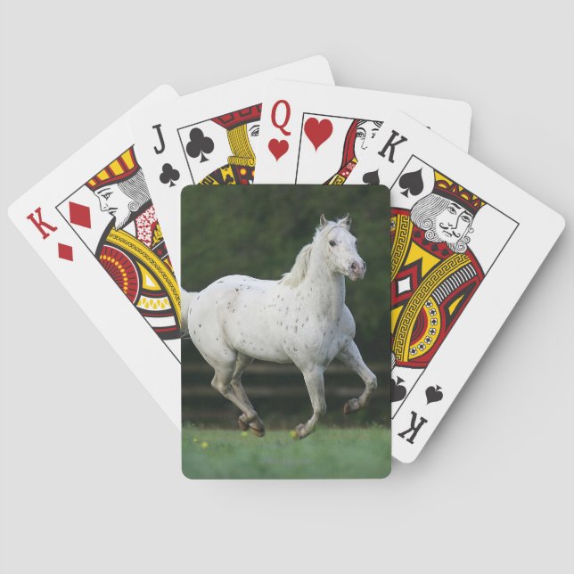 Appaloosa Horse Running 1 Poker Cards (Back)