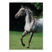 Appaloosa Horse Running 2 (Front)