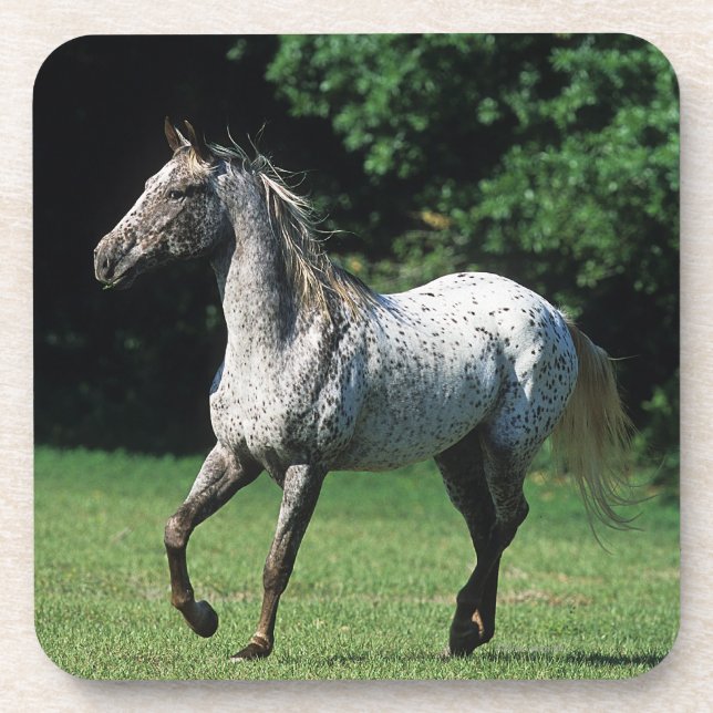 Appaloosa Horse Running 2 Beverage Coaster (Front)
