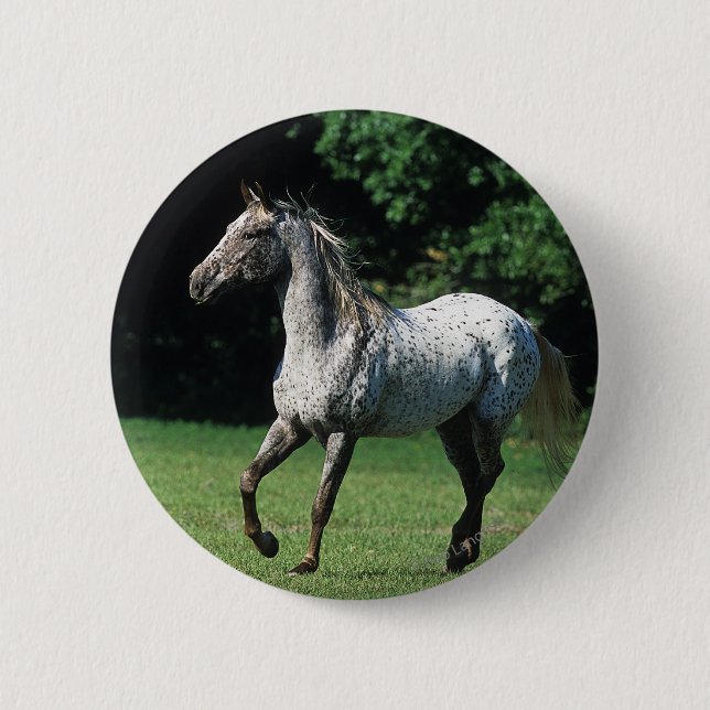 Appaloosa Horse Running 2 Button (Front)