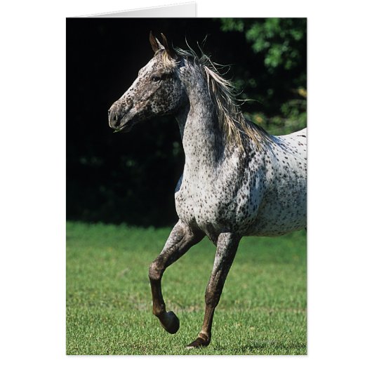 Appaloosa Horse Running 2 Cards (Front)