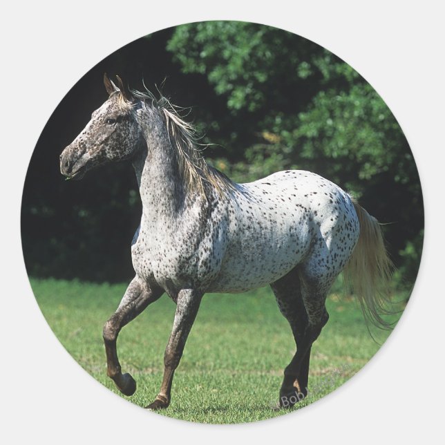 Appaloosa Horse Running 2 Classic Round Sticker (Front)
