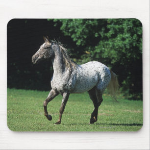 Appaloosa Horse Running 2 Mouse Pad
