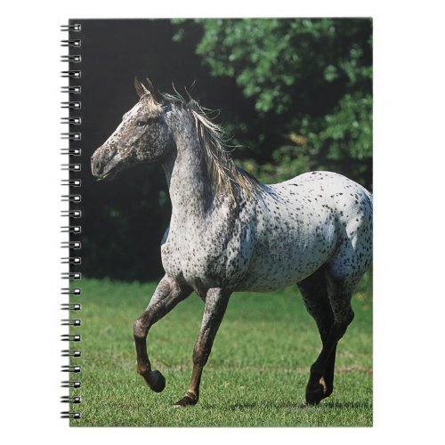 Appaloosa Horse Running 2 Notebook