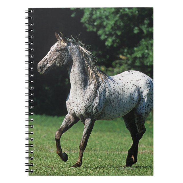 Appaloosa Horse Running 2 Notebook (Front)