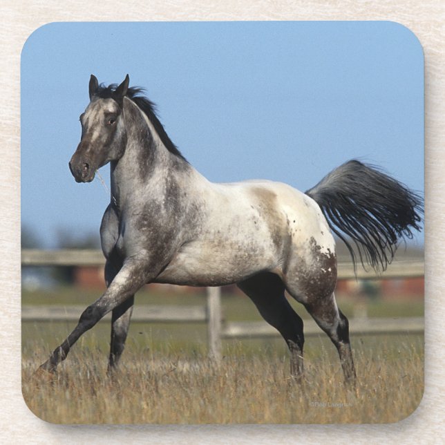 Appaloosa Horse Running 3 Beverage Coaster (Front)