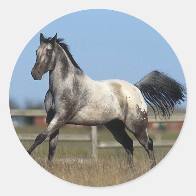 Appaloosa Horse Running 3 Classic Round Sticker (Front)