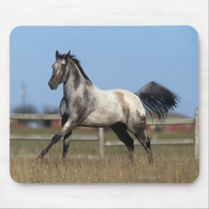 Appaloosa Horse Running 3 Mouse Pad
