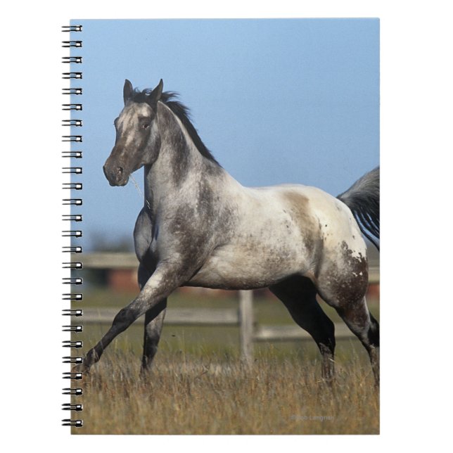 Appaloosa Horse Running 3 Notebook (Front)