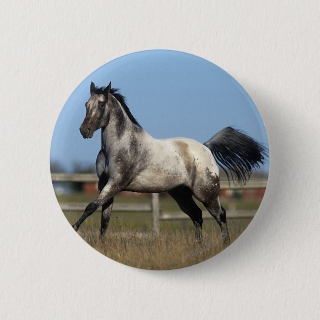 Appaloosa Horse Running 3 Pinback Button (Front)