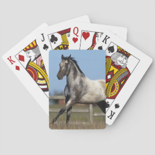 Appaloosa Horse Running 3 Poker Cards