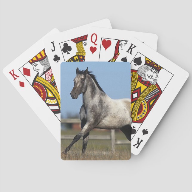 Appaloosa Horse Running 3 Poker Cards (Back)