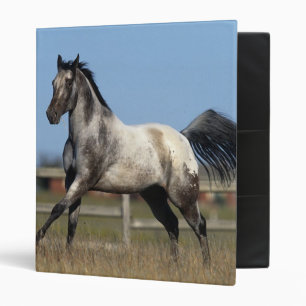 Appaloosa Horse Running 3 Ring Binder