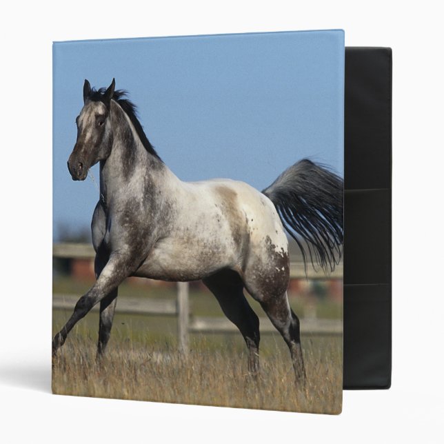 Appaloosa Horse Running 3 Ring Binder (Front/Inside)