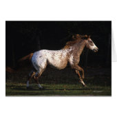 Appaloosa Horse Running 4 (Front Horizontal)