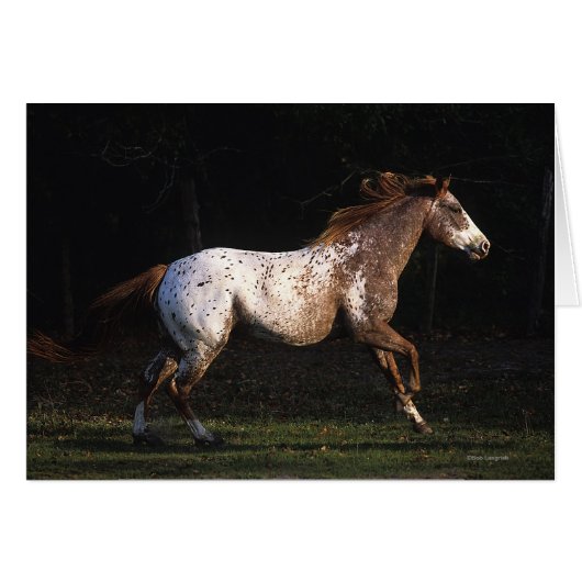 Appaloosa Horse Running 4 (Front Horizontal)