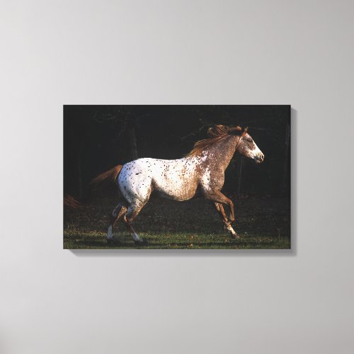 Appaloosa Horse Running 4 Canvas Print