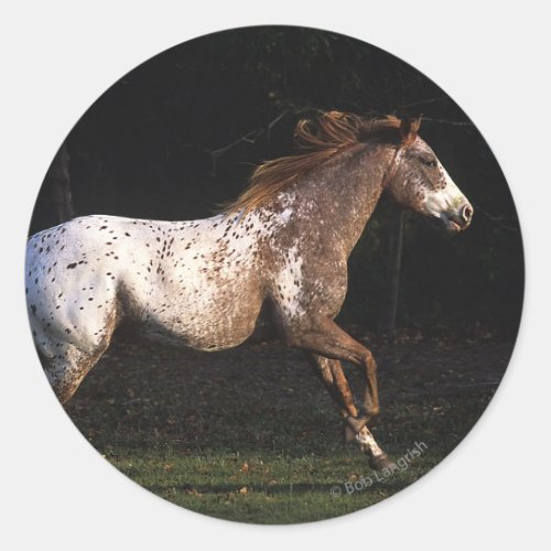 Appaloosa Horse Running 4 Classic Round Sticker