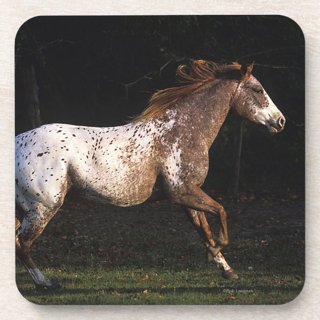 Appaloosa Horse Running 4 Drink Coaster (Front)