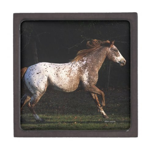 Appaloosa Horse Running 4 Keepsake Box