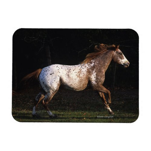 Appaloosa Horse Running 4 Magnet