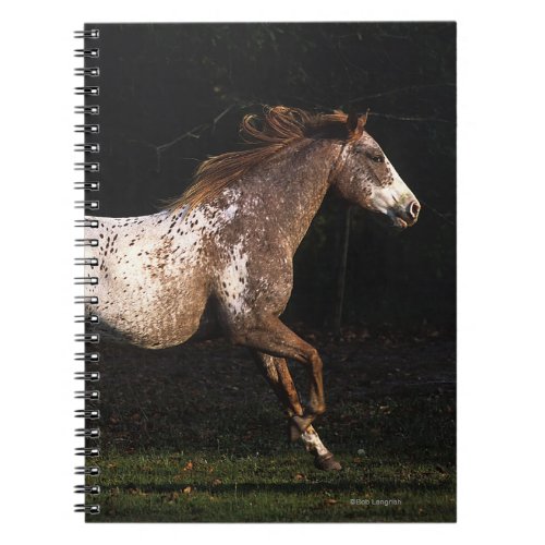 Appaloosa Horse Running 4 Notebook