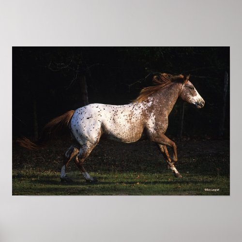 Appaloosa Horse Running 4 Poster