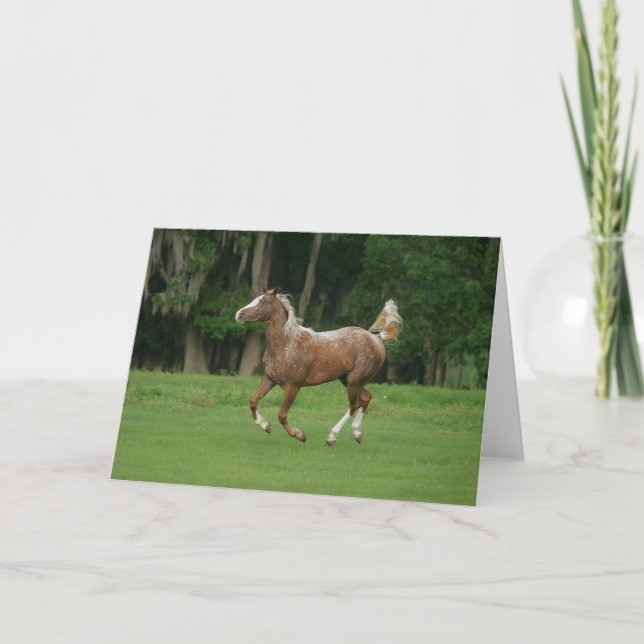Appaloosa Horse Running Card (Front)