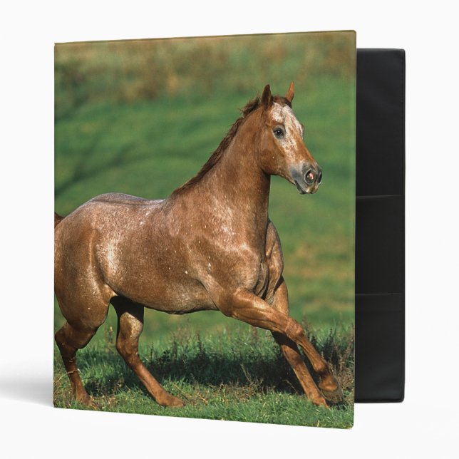 Appaloosa Horse Running in Grassy Field Binder (Front/Inside)