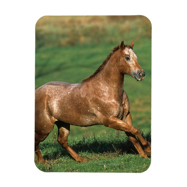 Appaloosa Horse Running in Grassy Field Magnet (Vertical)